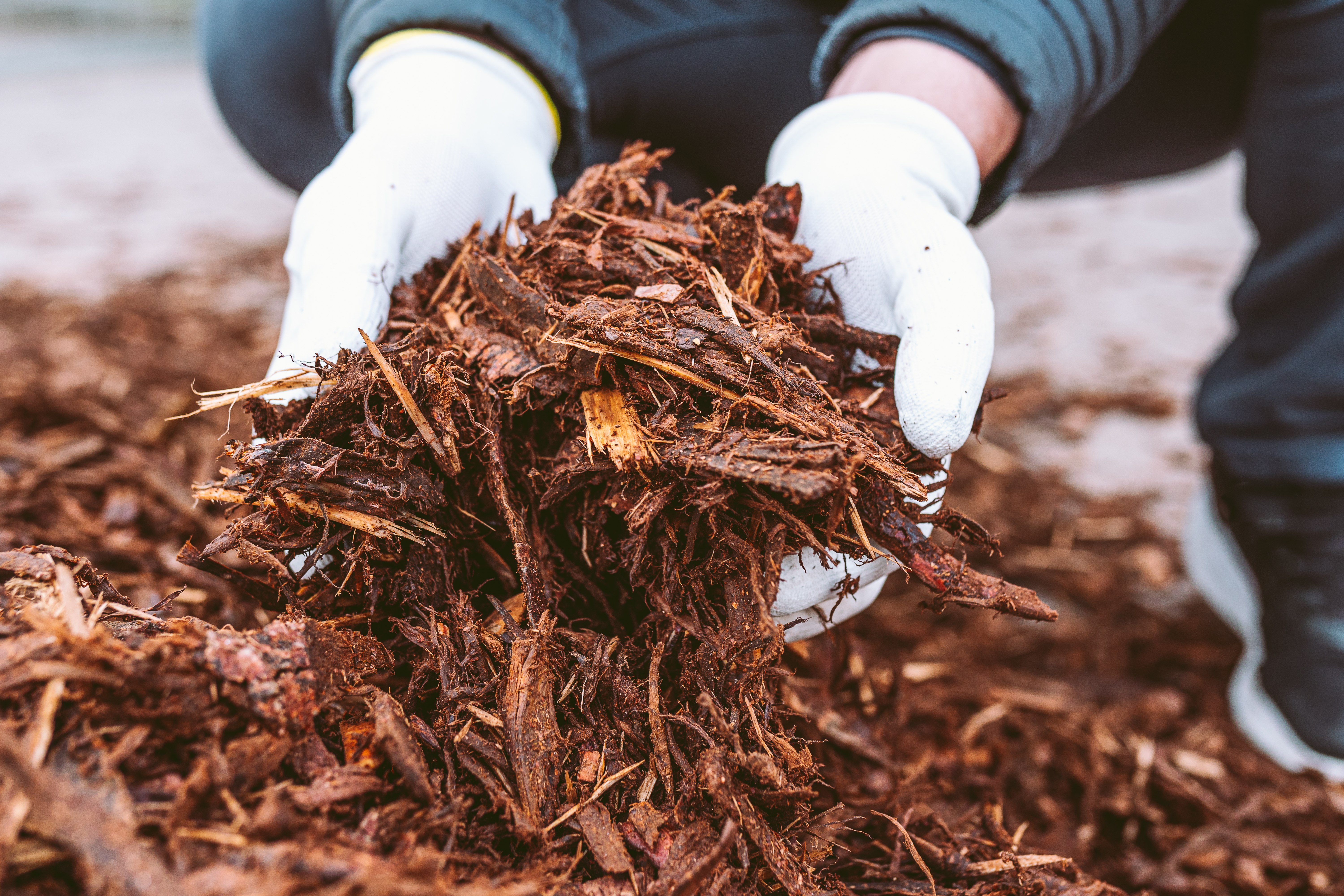Person wearing white gloves holding a handful of moist, shredded bark mulch outdoors, preparing to spread it.